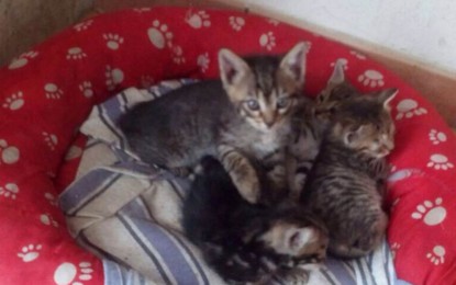 Gattini guagnanesi in cerca di casa, in 4 aspettano l’adozione