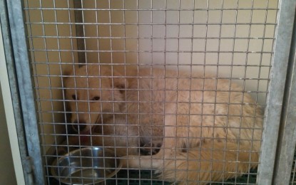 Torturato e con un cappio al collo, un cane viene salvato in extremis a Guagnano. Le sue condizioni sono in miglioramento
