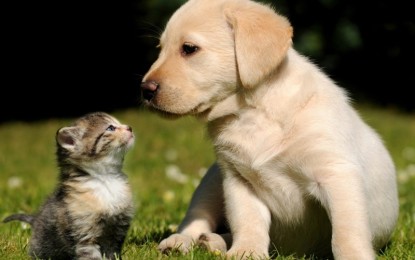 Nasce “Qua la zampa”, la rubrica dedicata a cani e gatti in cerca d’amore