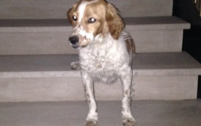 Trovato un cagnolino alla periferia di Guagnano, forse si è smarrito. Qualcuno lo riconosce?