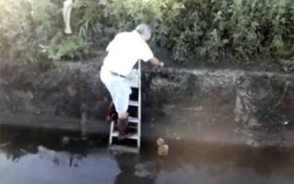 Un cagnolino cade in un canale a Salice, alcune passanti lo notano e viene messo in salvo Il video del salvataggio sta facendo il giro del web. Ora si cerca qualcuno che possa adottarlo. 