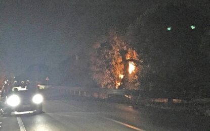 Un rogo distrugge un ulivo secolare a ridosso di via Provinciale. I Carabinieri e la Polizia Municipale di Guagnano scongiurano il peggio