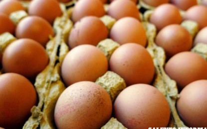Fipronil, sequestrate migliaia di uova contaminate a Veglie