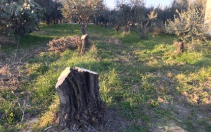 Sette alberi di ulivo trafugati a Guagnano in Contrada Antonio Sales. I proprietari: «Siamo mortificati»