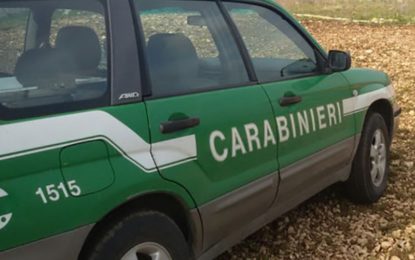 Abbatte 21 fringuelli nelle campagne vegliesi, i Carabinieri della Forestale bloccano un uomo